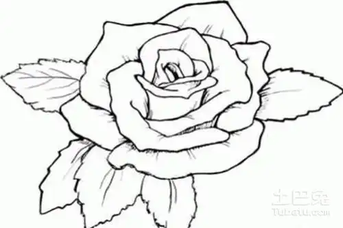 玫瑰花简笔画两个方法画风不同