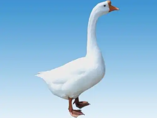闽北白鹅
