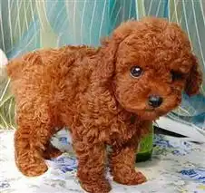 无锡哪里有卖贵宾幼犬无锡泰迪熊贵宾犬无锡哪里可以买到健康的狗狗无锡哪里有卖泰迪熊狗狗的地方贵宾犬宠物网chongwu.cc