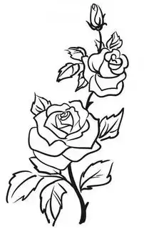10种花的100张素描线稿图分享简单易学可上色