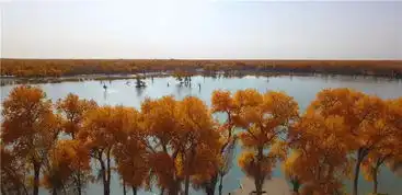 轮台塔胡杨林秋景