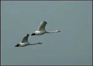 黄河湿地飞鹅一组