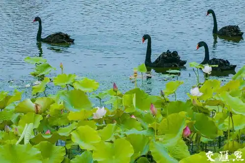 南京莲花湖公园荷花盛放绘就美好