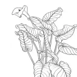 花卉简笔画怎么画