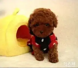 cku认证犬业专业繁殖小泰迪宝宝质量保障