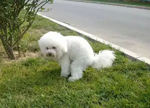 泰迪狗狗便秘怎么改善