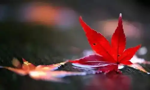 funfun而谈5个手机摄影小技巧,拍出醉人秋色大片