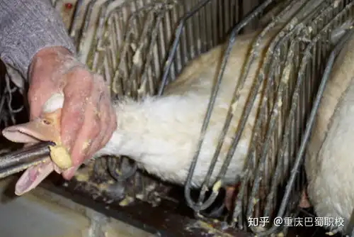 别粉鹅肝了知道这个真相你可能下不了嘴啊