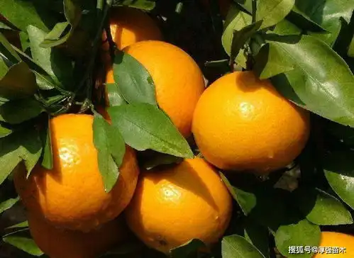 夏秋季柑橘树苗该怎样管理,柑橘苗管理,柑橘裂果该怎么防治