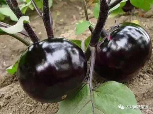 这是一份万能茄子种植月历表,请查收