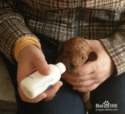狗帮泰迪狗不吃东西,泰迪不吃狗粮怎么办才好
