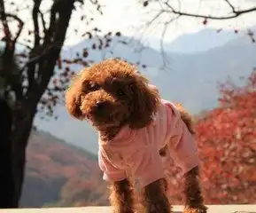 泰迪狗咳嗽是感冒了吗泰迪狗咳嗽怎么办