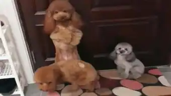 2只泰迪狗狗罚站