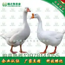 鑫鼎养殖中心