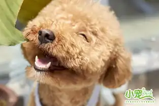 我家狗狗不吃饭没有精神还吐该吃什么药