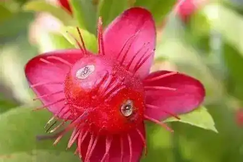 世界上100种奇花,你一定没见过