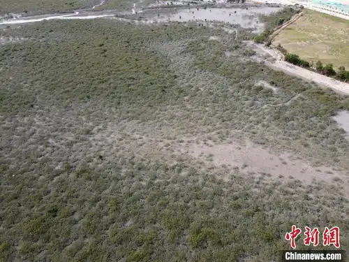 广西北海红树林受损区工人忙清洗白色粉末