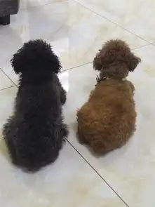 一年半深灰泰迪母狗未生产过

