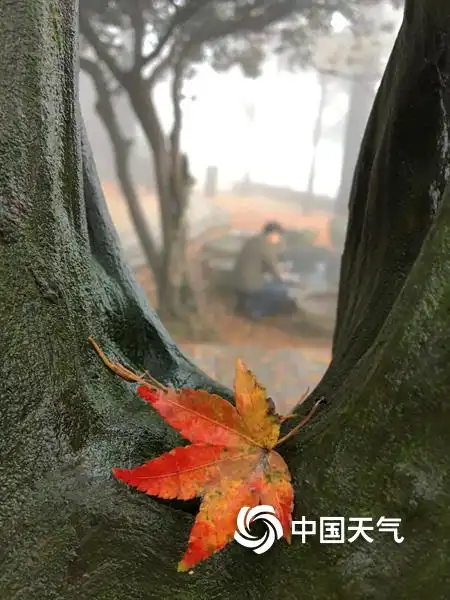 杭州阴雨连绵落叶渲染秋色