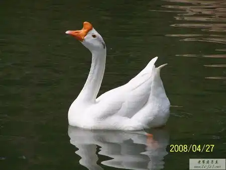 儿童画怎么画鹅