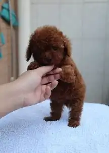杭州本地繁殖出售高品质纯种健康泰迪熊犬可签协议可三包
