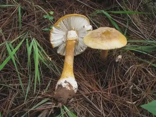 很多无锡人拍到了照片紧急提醒不要吃