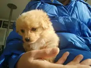 这是泰迪狗么