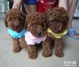 本地犬舍繁殖聪明可爱的泰迪,疫苗齐全,欢迎上门挑