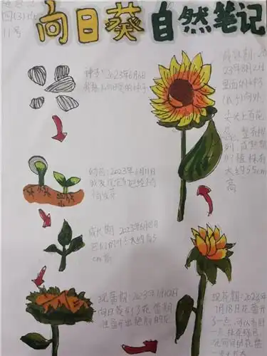 华林小学独具慧眼探田园妙笔生花绘自然四年级项目化学习成果展示