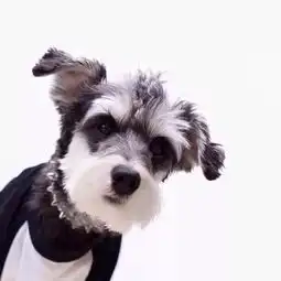 家里有小孩子又想养狗这5种小型犬,劝你别养