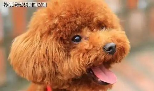泰迪身上掉毛一大片,主人应该怎么处理