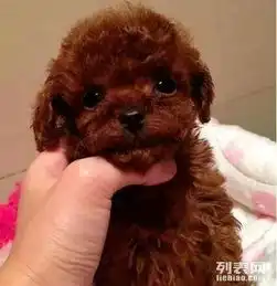 一窝漂亮可爱的红泰迪转让,自家母狗生的,真的很可爱哦