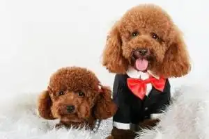 泰迪贵宾犬