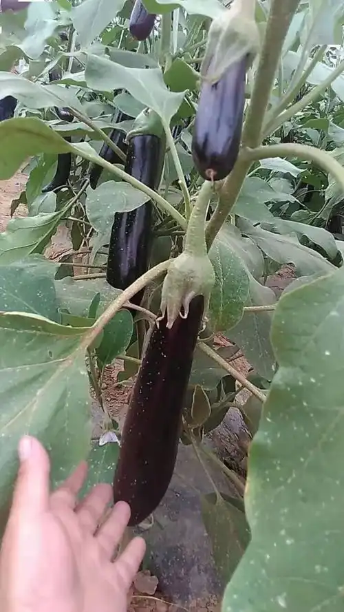 茄子终于实现一年栽植,多年采收