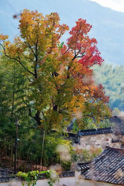 秋色不输婺源,颜值美过香山,这座低调的小村庄,一到秋天就成了人间仙境
