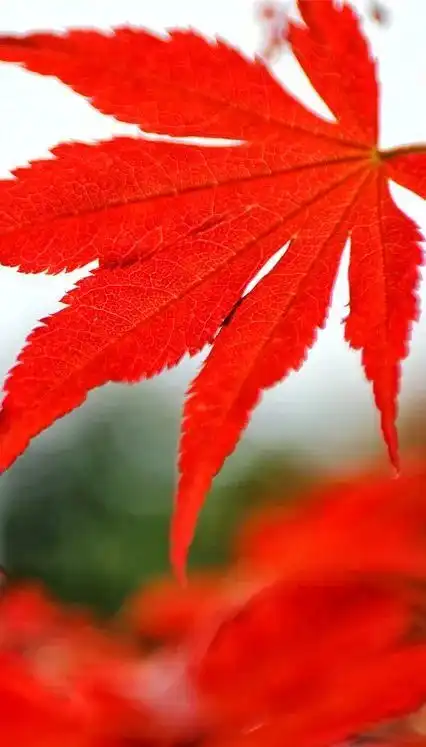 红枫叶最佳观赏期中秋节来这里,邂逅广州第一抹秋色