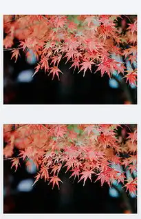 jpg枫叶秋色jpg格式枫叶秋色素材图片jpg枫叶秋色设计模板我图网