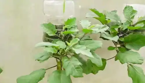 倒栽茄子,一种茄子新玩法花可赏,茄可食,优点远不止这些