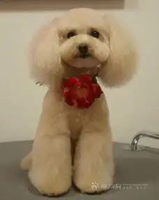 这狗是什么品种