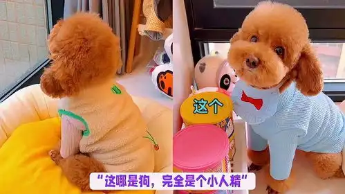 狗界最像人的泰迪,与主人无障碍沟通,对事情有自己的主观