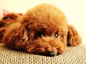 泰迪狗突然吃草怎么回事,泰迪犬为什么会吃草