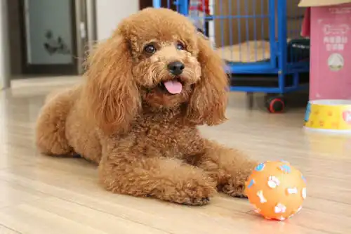 泰迪狗两天没拉屎什么毛病