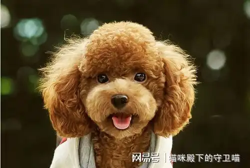 泰迪感冒了可以吃孩子的药吗