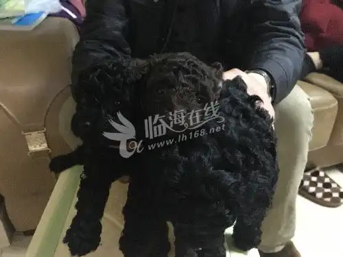 出售泰迪小狗
