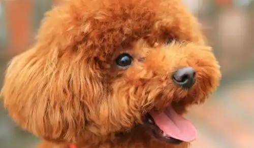 泰迪感冒了能自己好吗