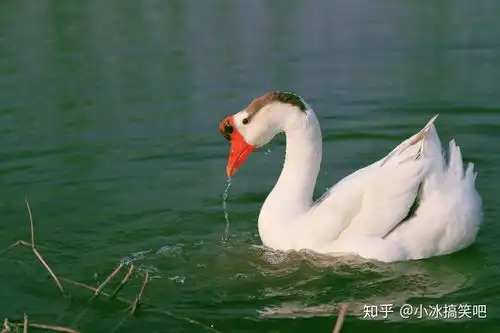 不温不火的笑话三则护士