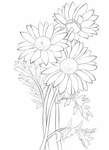 100多张花卉线描手稿素材,你想画的花卉手稿,都在这里