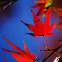 旅行度假