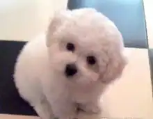 想养只狗狗,帮忙推荐一下