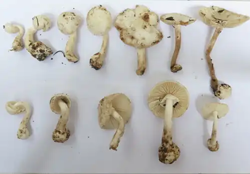警惕新剧毒蘑菇杀手裂皮鹅膏菌